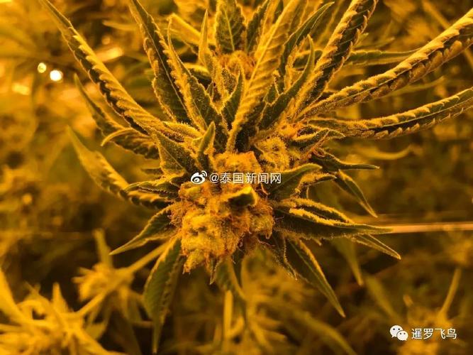 2025天天开彩资料大全免费下载安装和糖果检出大麻成分与